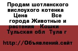 Продам шотланского вислоухого котенка › Цена ­ 10 000 - Все города Животные и растения » Кошки   . Тульская обл.,Тула г.